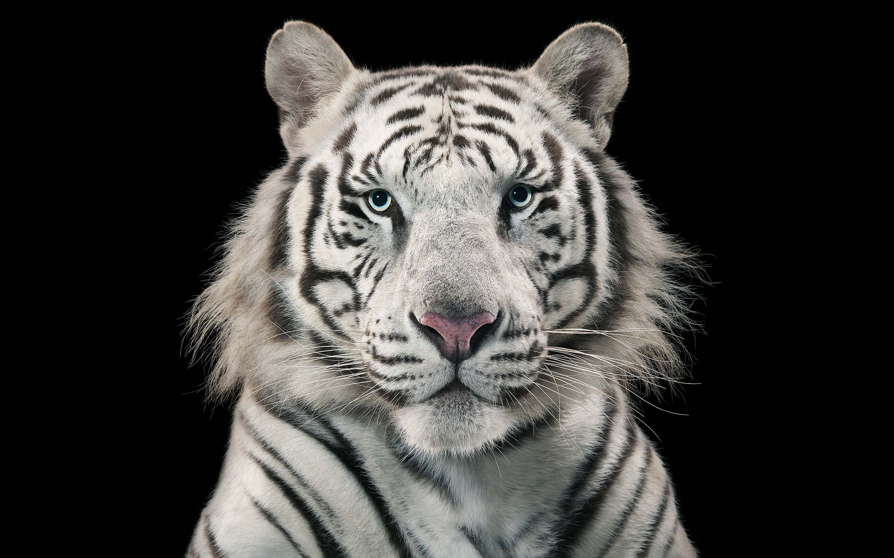 White Tiger Bengal Tiger7954312702 - White Tiger Bengal Tiger - white, Tiger, Bengal
